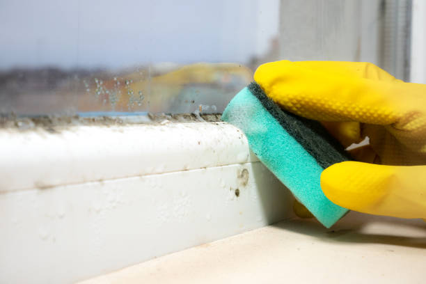 Trusted Indian Wells, CA Mold Removal Experts