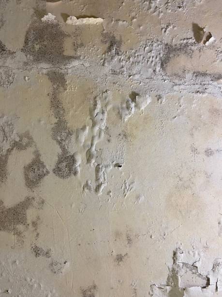 Best Mold Remediation Experts  in Indian Wells, CA