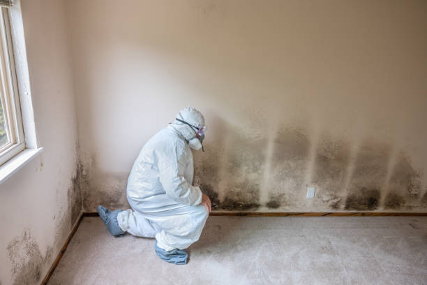 Best Certified Mold Removal  in Indian Wells, CA