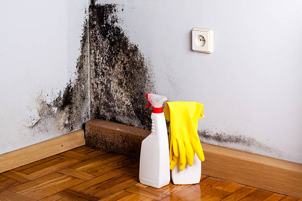 Best Attic Mold Removal  in Indian Wells, CA