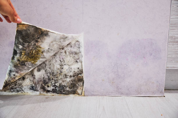 Best Crawl Space Mold Removal  in Indian Wells, CA